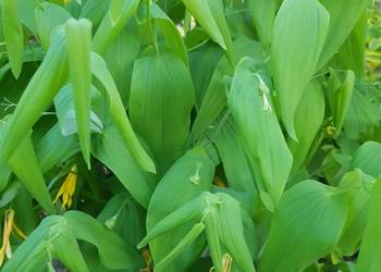 Jagodowiec wielkokwiatowy