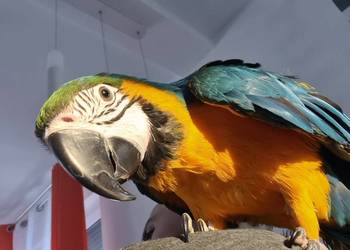 Ara Ararauna samiczka/zamiana na auto