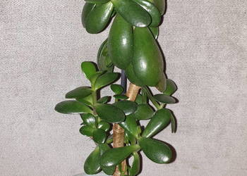 Grubosz, crassula, drzewko szczęścia, nr 2