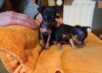 Praski krysażyk ratlerek