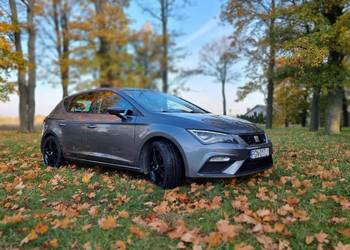 Sprzedam pięknego Leona!