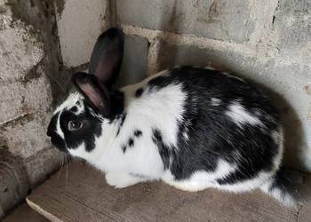 Sprzedam lub zamienię   samca