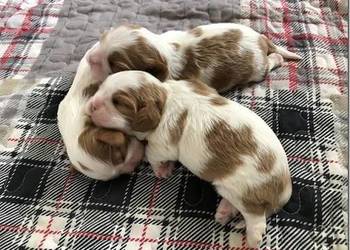 Cavalier King charles spaniel suczka