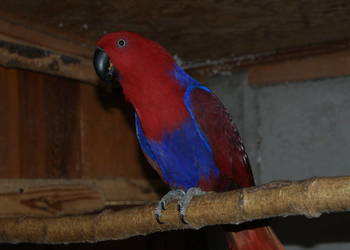 Lora Wielka Lora Wielka