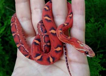 Wąż zbożowy SCALELESS, węże zbożowe - Red Factor, Hypo, Amel, Diffused