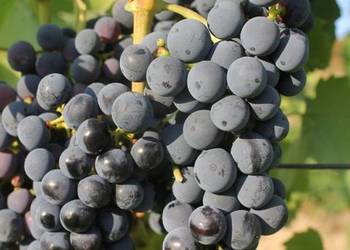 Zestaw 25 sztuk Regent na czerwone wino i soki