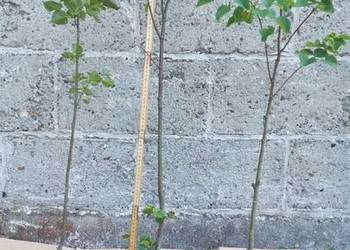 Lipa drobnolistna w doniczce. 100cm.