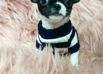 *** Gotowy Do Odbioru *** Piękny Chłopczyk Chihuahua ***