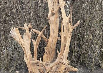 Korzeń ozdobny ogromny