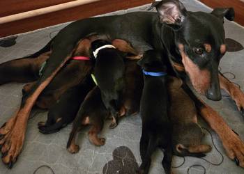 Pinczer średni - szczenięta rodowodowe!