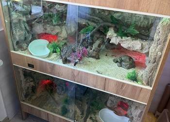 Podwójne terrrium z dwoma lokatami