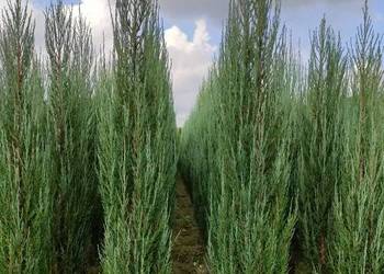 Jałowiec Blue Arrow, Podkarpackie