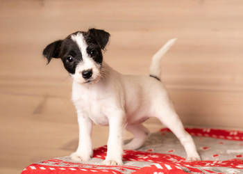 Parson Russell Terrier - Szczenięta ZKwP