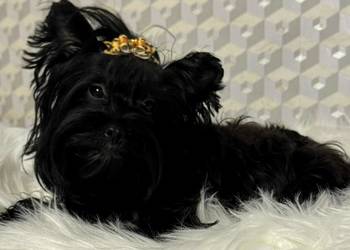 Yorkshire Terrier sunia