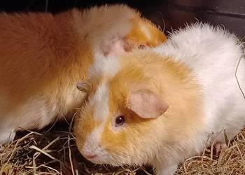 Świnki morskie rasy TEDDY dwa samczyki jeden z rubinowymi oczami 5,5 mies i