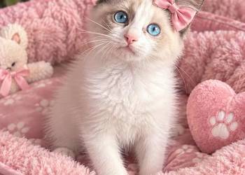 Kochane przytulaski ragdoll rodowód wyprawka nauczone czystości
