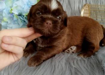 Piękny czekoladowy piesek rasy Shih-Tzu