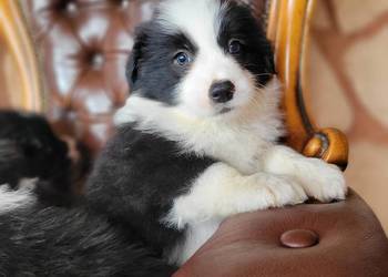 border collie FCI