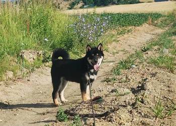 SHIBA INU. Nowy miot - przyjmujemy zamówienia