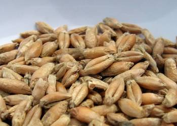 pszenzyto ozime mozliwosc dowozu w okolice