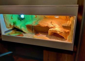 Terrarium profesjonalne dla żółwia greckiego agamy brodatej