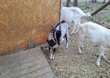 Sprzedam koziołki i kózki