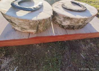 Podkowy na pniu drzewa brzoza wysyłka