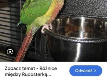 Sprzedam rudosterki zielonolice jak na zdjęciu