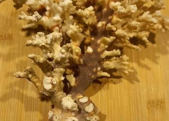 Koralowiec  naturalny