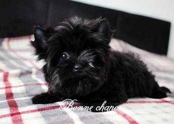 Yorkshire terrier Black