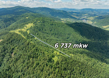 Las w Krościenku nad Dunajcem