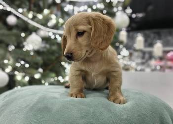 Jammik długowłosy miniaturowy kremowy Dackel Dachhaund