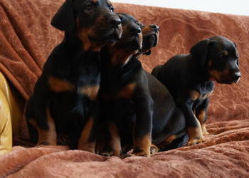 szczeniaki doberman