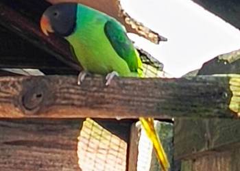 Aleksandretta Himalajska