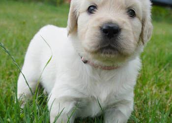 Golden Retriever szczeniaki z rodowodem