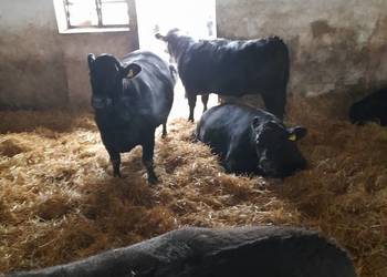 Sprzedam jałówki mięsne