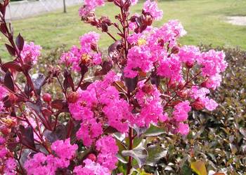 Lagerstroemia indyjska bez południa najdłużej kwitnący krzew