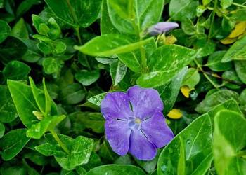 Barwinek większy, vinca major, zadarnia