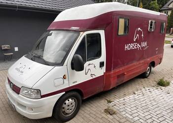 Koniowóz Peugeot Boxer