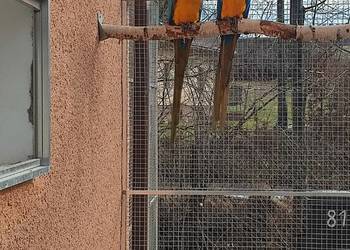 Sprzedam pare Ara Ararauna