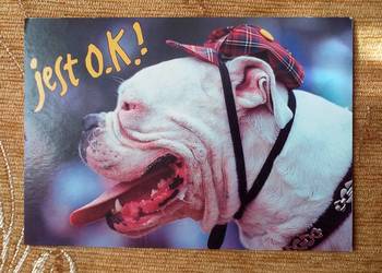 PIES Z CZAPKĄ NA GŁOWIE - FOT. DARIUSZ KULA PIES Z CZAPKĄ NA GŁOWIE - FOT. DARIUSZ KULA