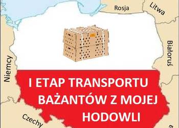 Sprzedam Bażanty Diamentowe (Bażant) z 2025 - Samce i Samice