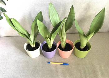 sansevieria Moonshine