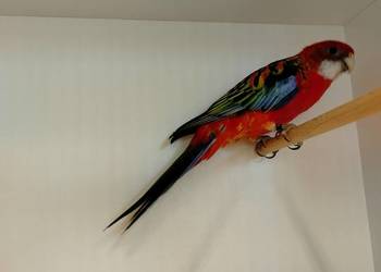 Rozelle białolice 2025