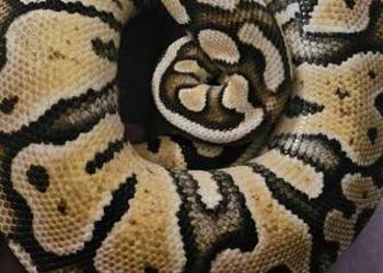 Pyton królewski dorosla samica pastel gravel