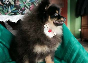 Mały Szpic Niemiecki piękne umaszczenie black and tan rodzice FCI