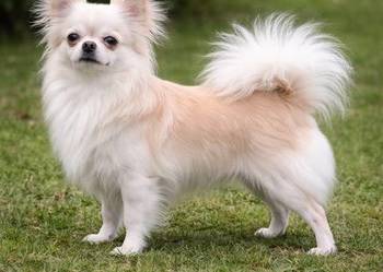 REPRODUKTOR CHIHUAHUA FCI