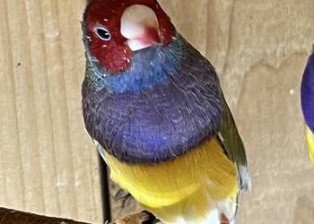 Amadyna wspaniała - samiec 2025 r