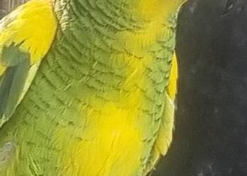 Amazonka niebieskoczelna Amazonka niebieskoczelna