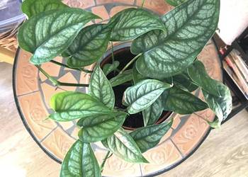 Monstera siltepecana